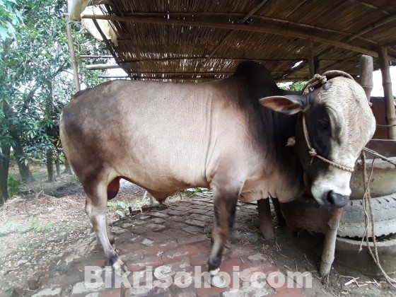 দেশি জাতের কোরবানির গরু